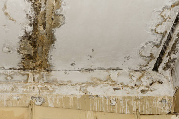 Reliable Santa Teresa, NM Water damage restoration Solutions